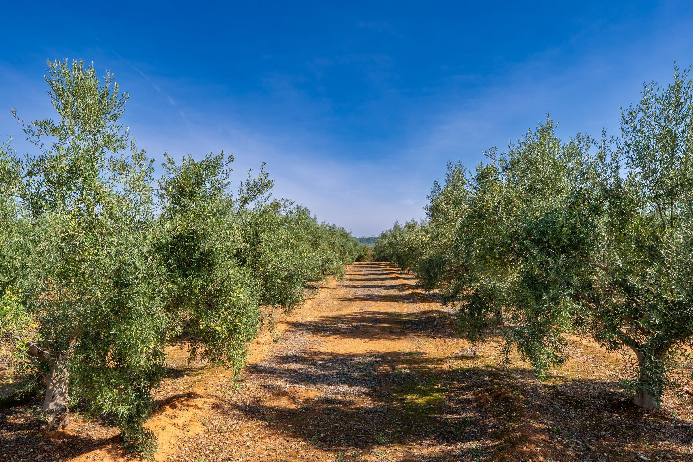 Zeytin ağaçları arasından geçen toprak yol